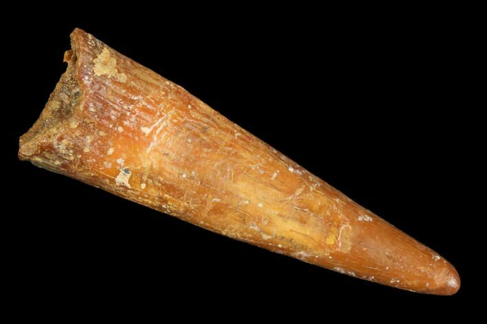 Pterosaur (Siroccopteryx) Tooth - Morocco #101713